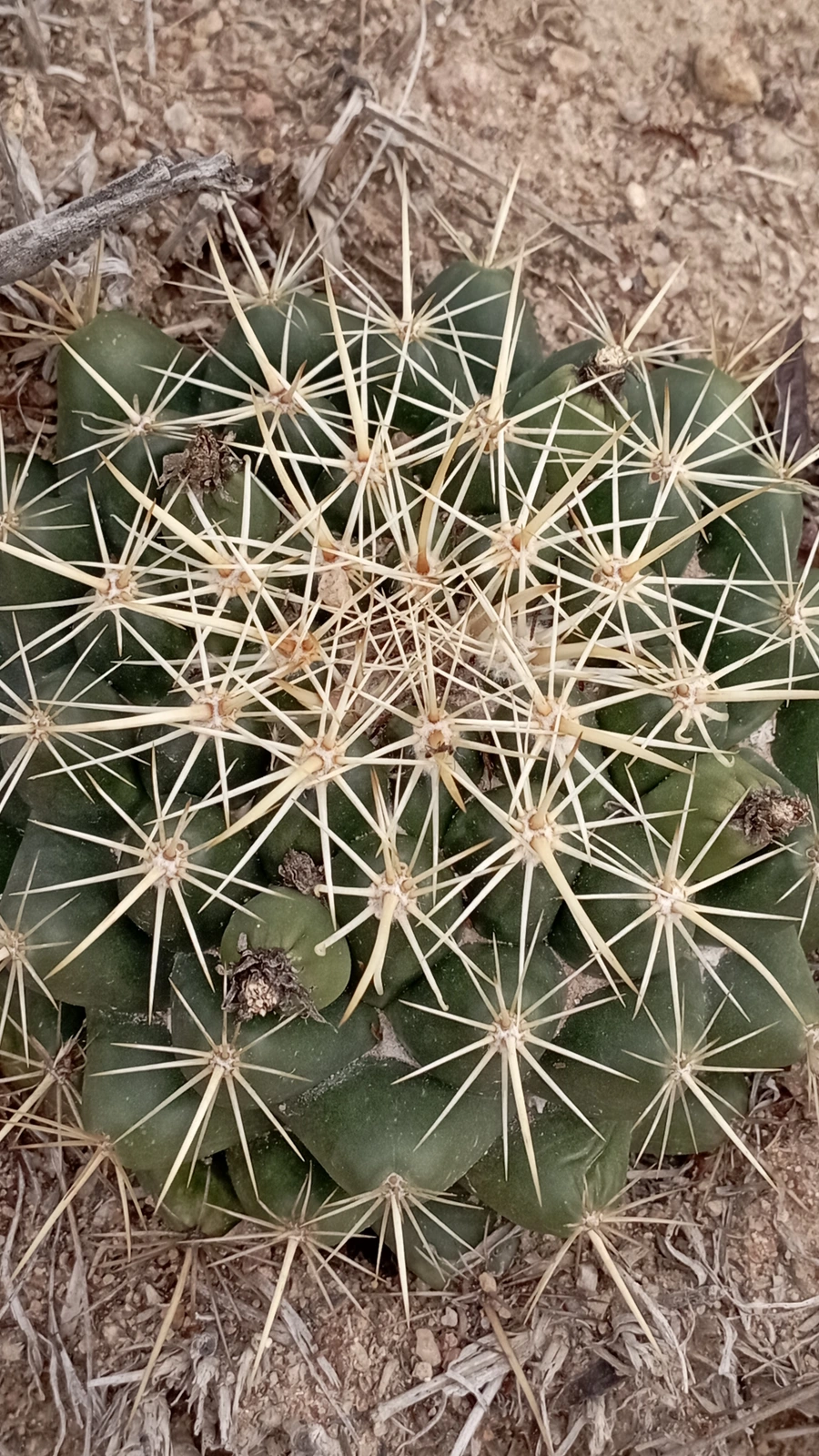 Coryphantha ottonis