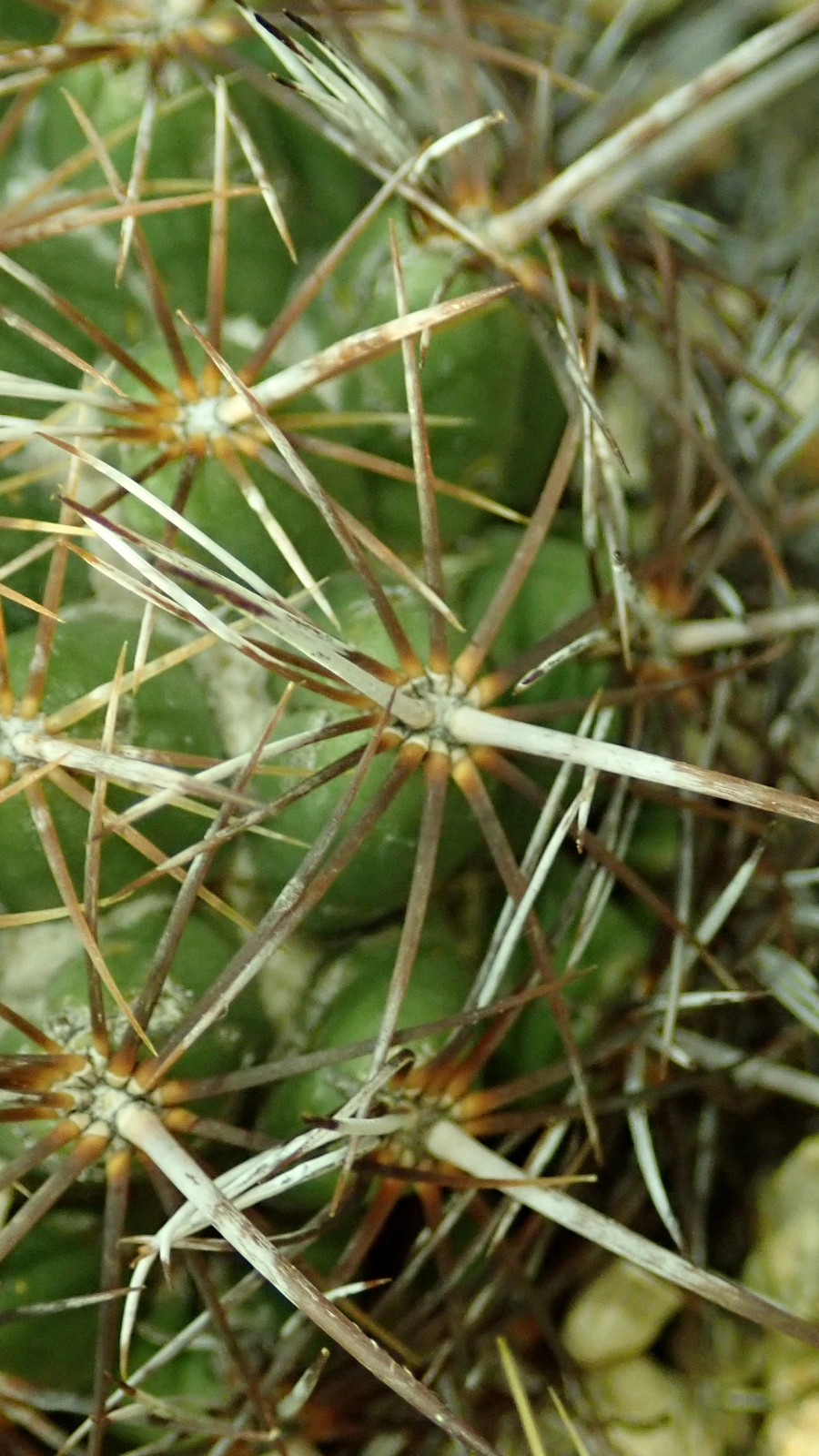 Coryphantha pallida