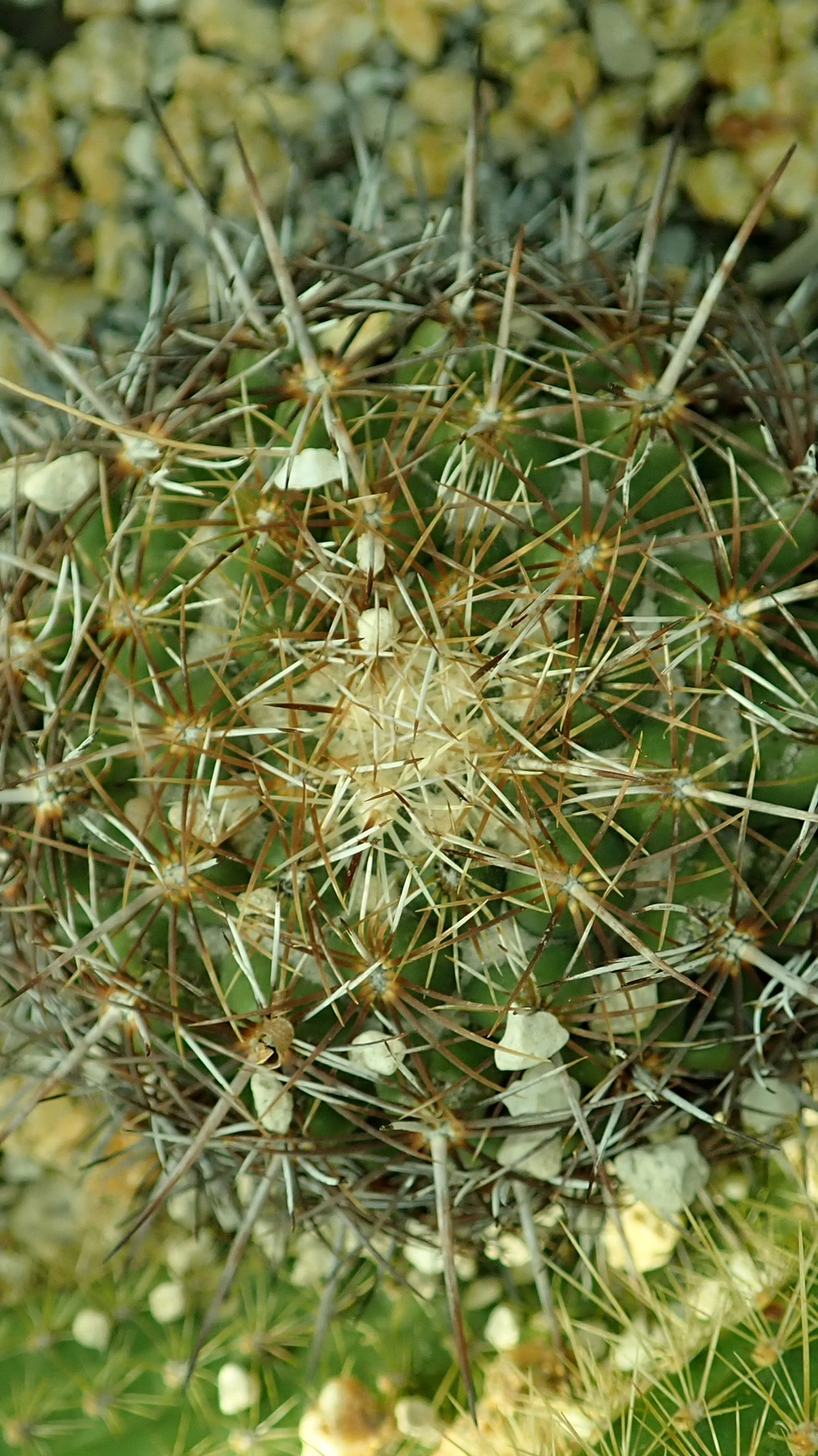Coryphantha pallida