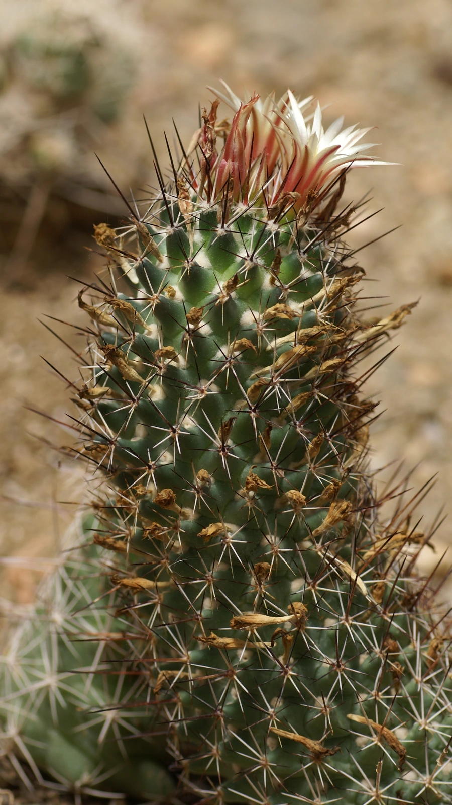 Coryphantha potosiana