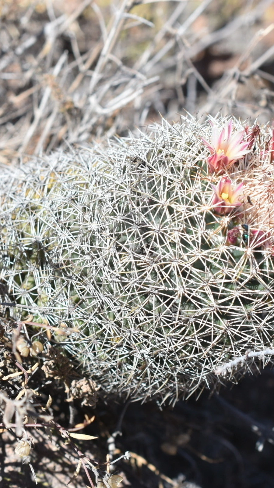 Coryphantha potosiana