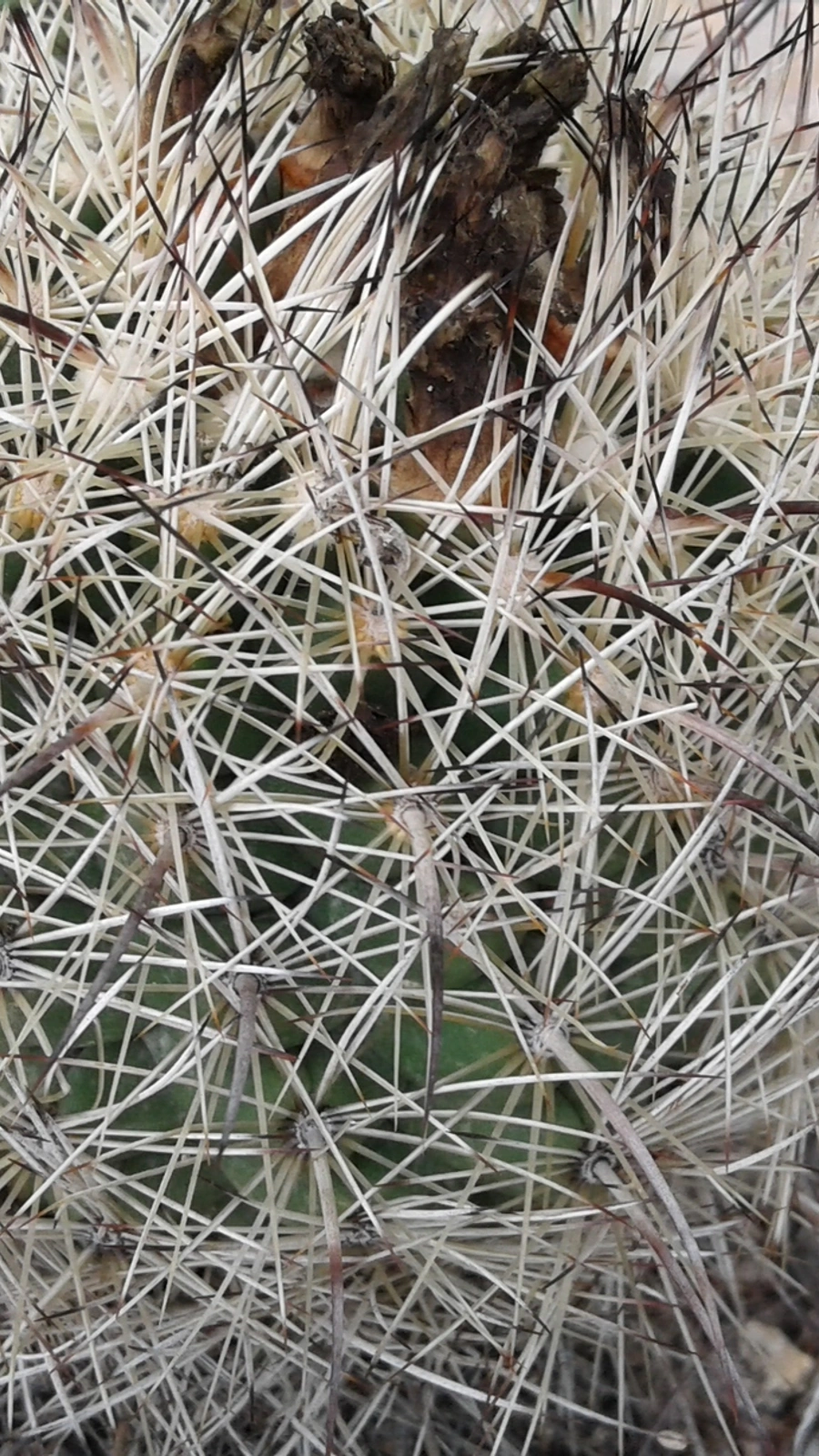 Coryphantha pseudonickelsiae