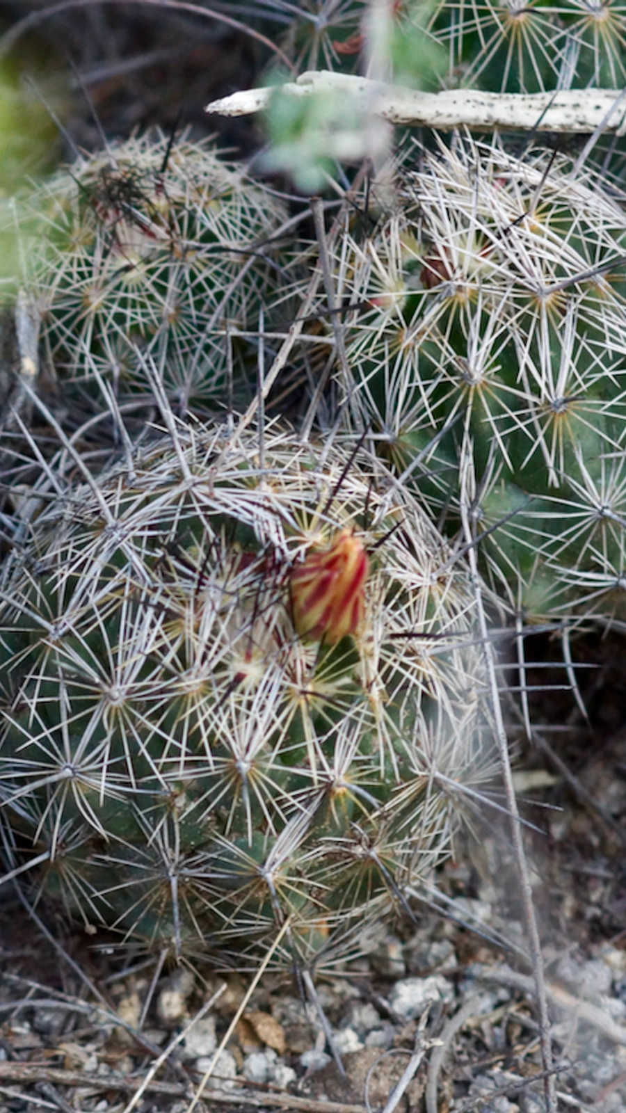 Coryphantha pseudonickelsiae