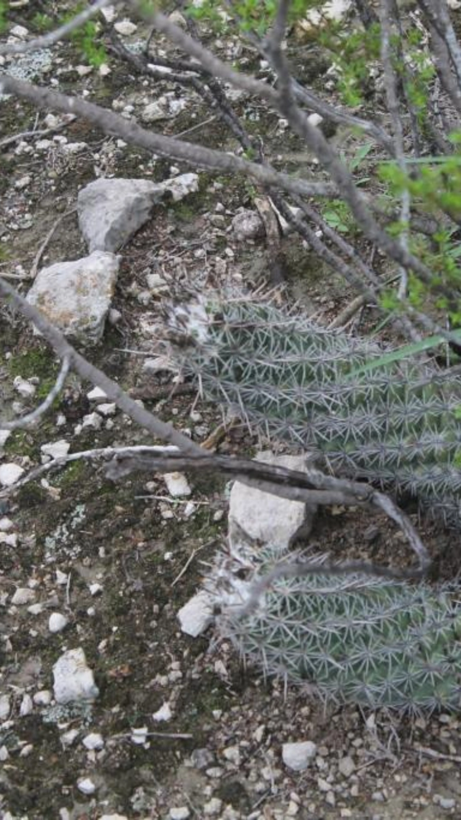 Coryphantha pulleineana