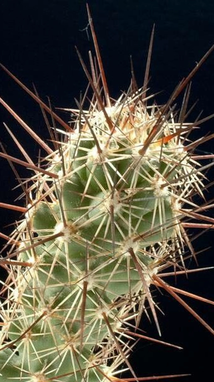 Coryphantha pulleineana