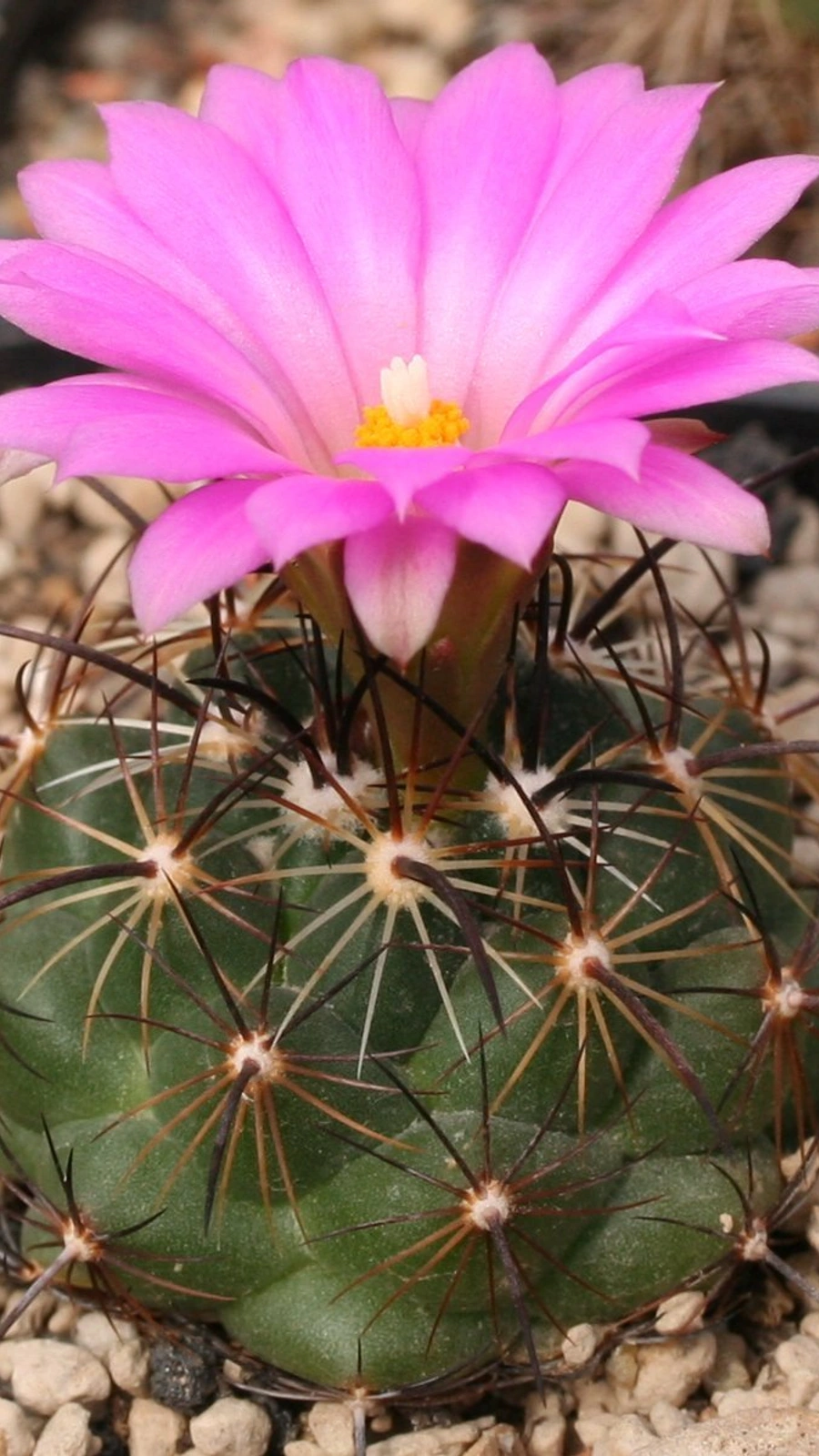 Coryphantha ramillosa