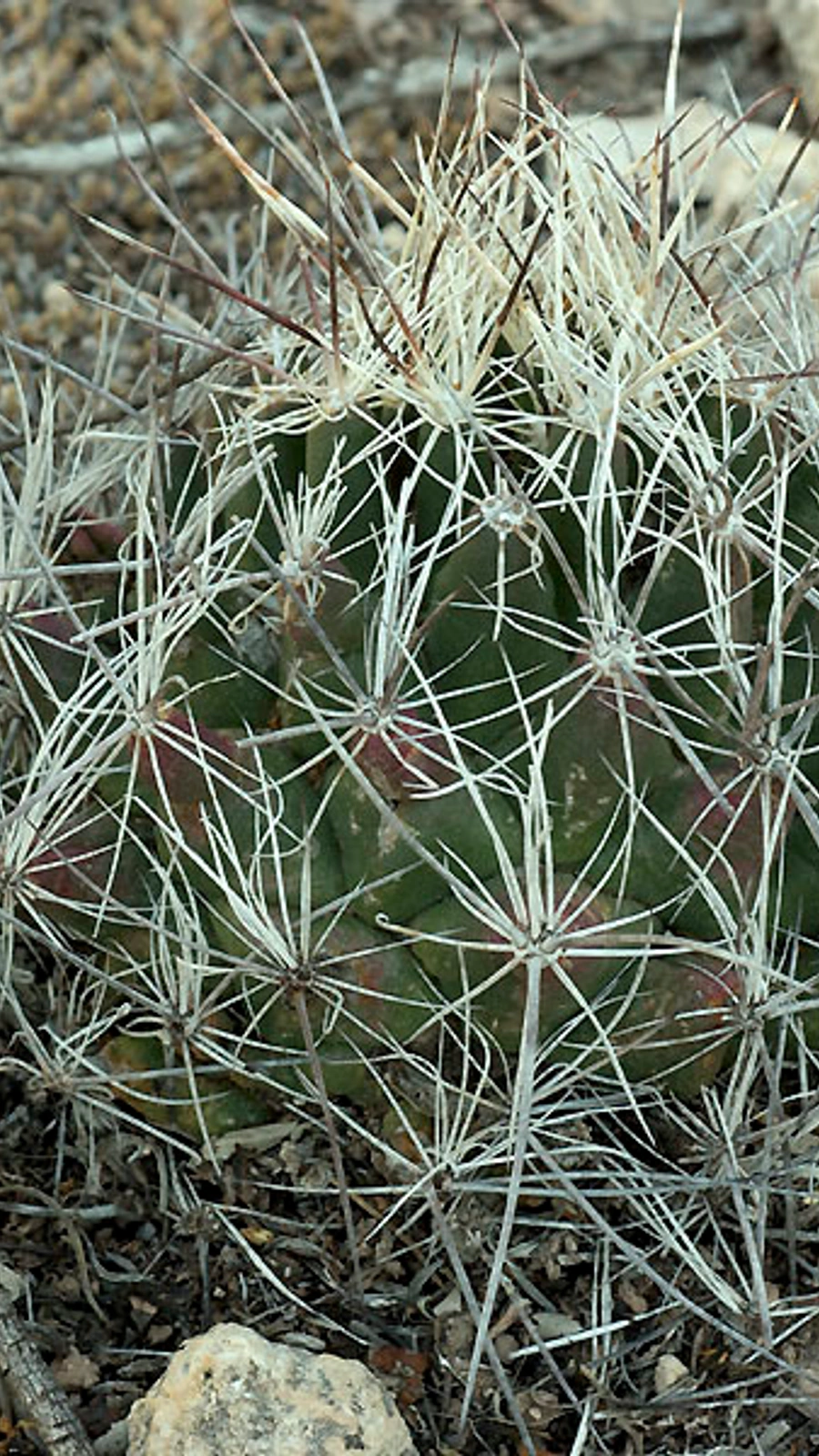 Coryphantha ramillosa