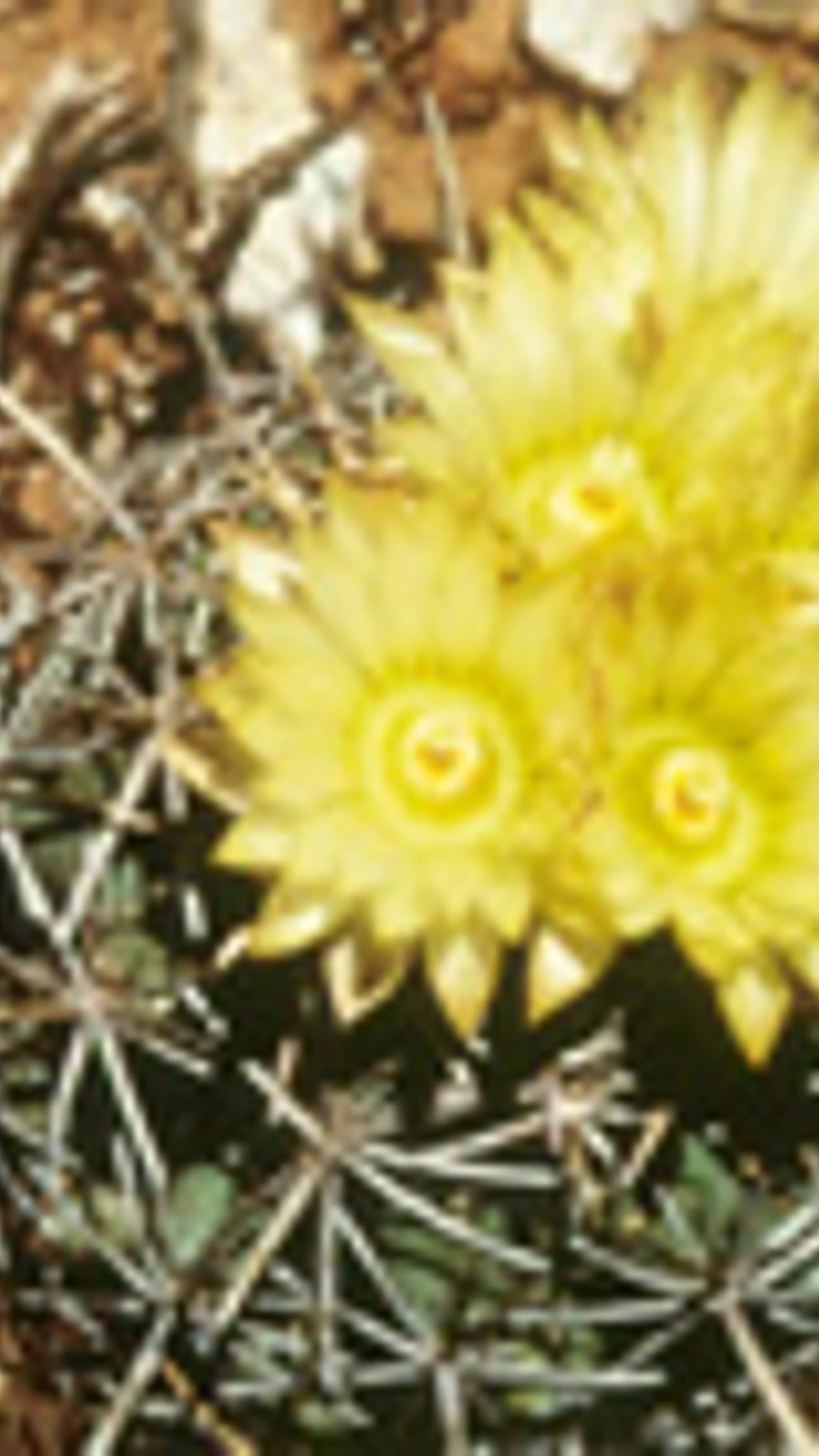 Coryphantha robustispina
