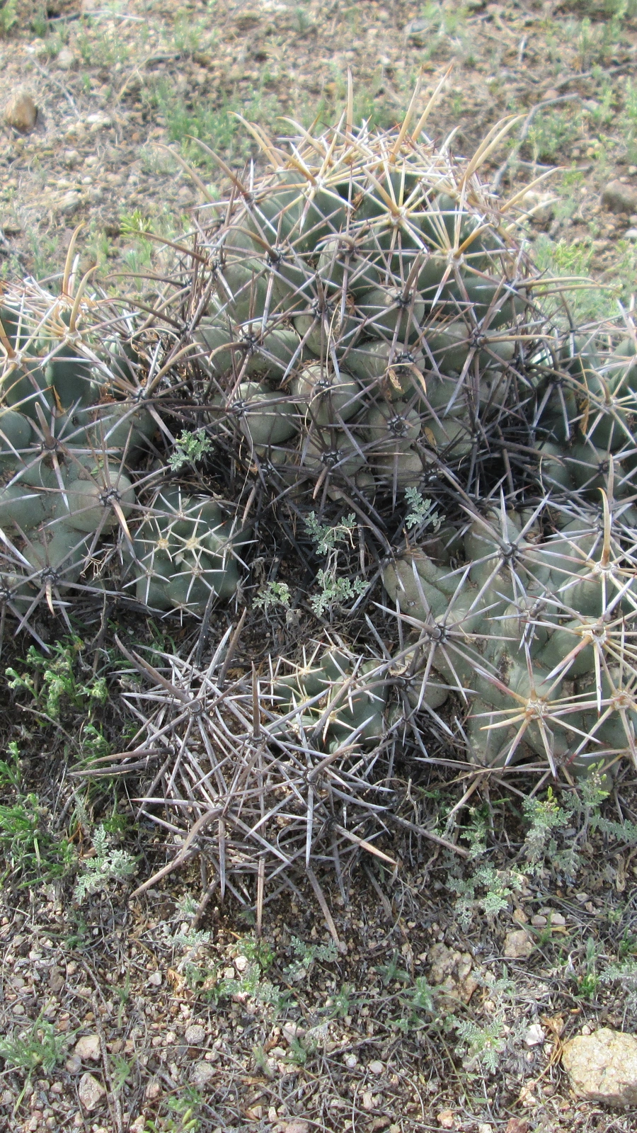 Coryphantha robustispina