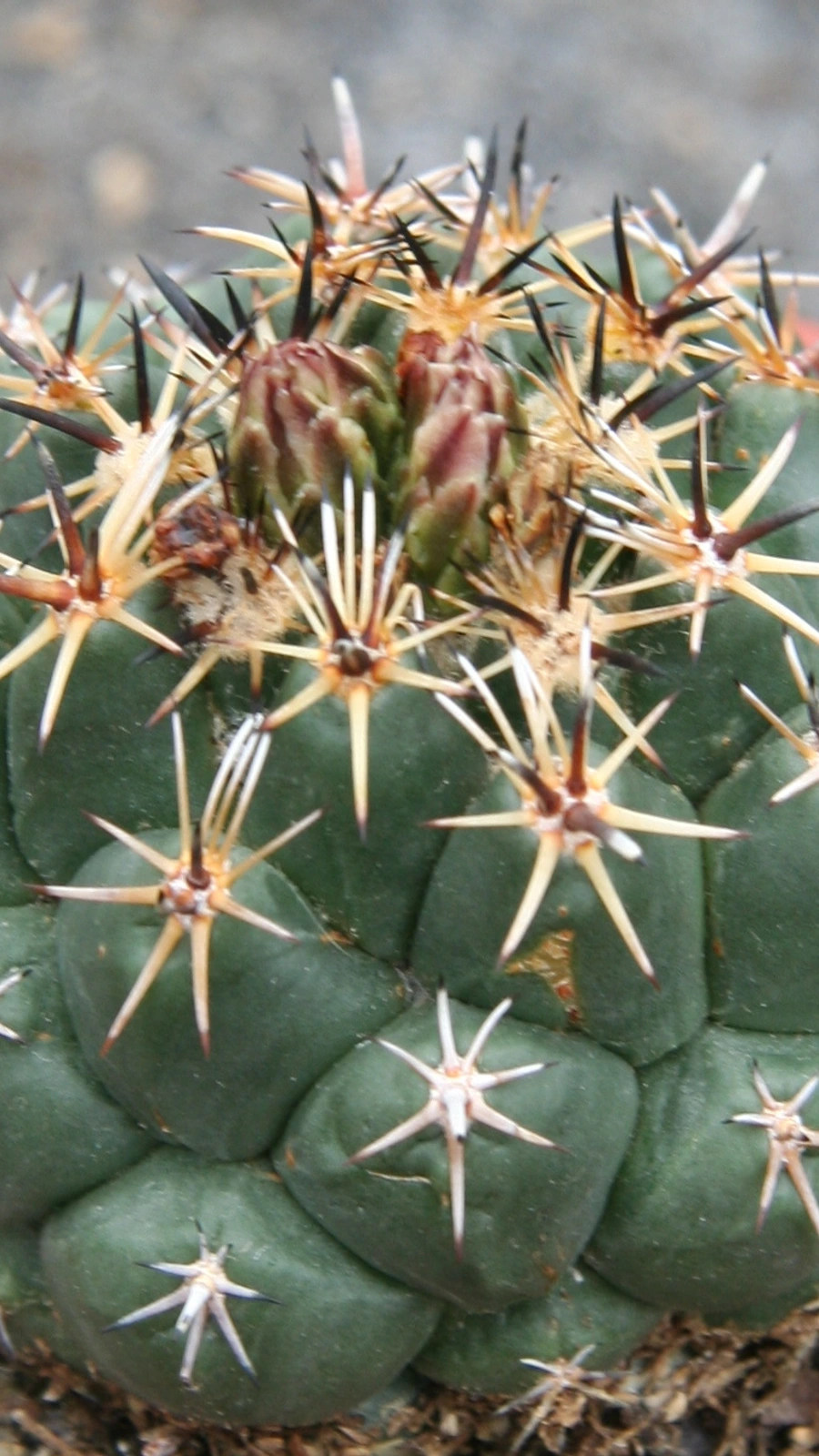 Coryphantha salinensis