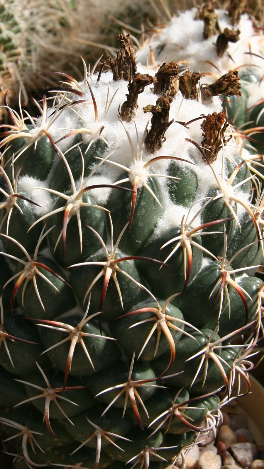 Coryphantha tripugionacantha