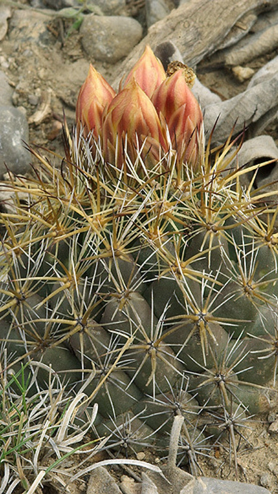 Coryphantha vaupeliana