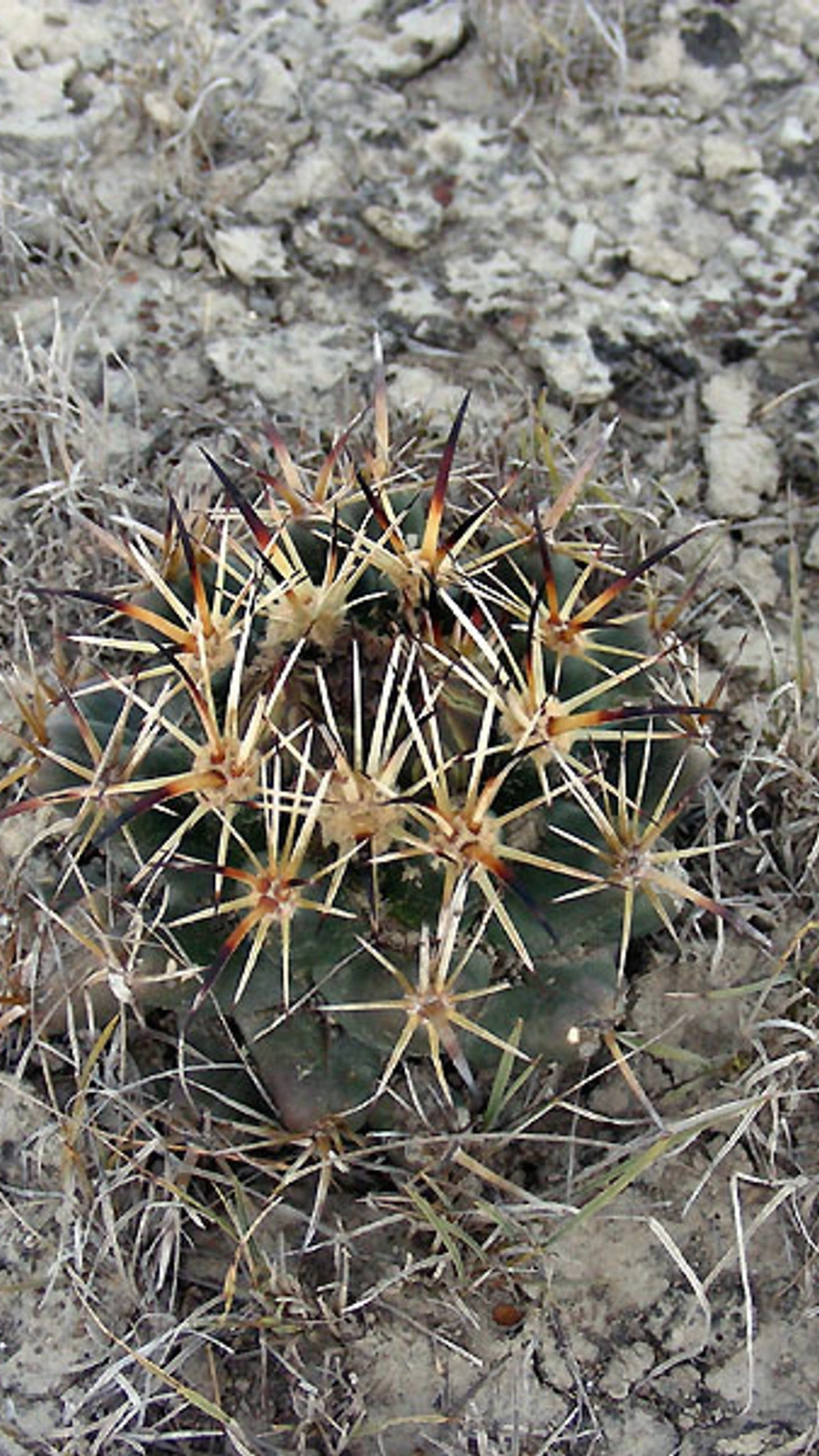 Coryphantha vaupeliana