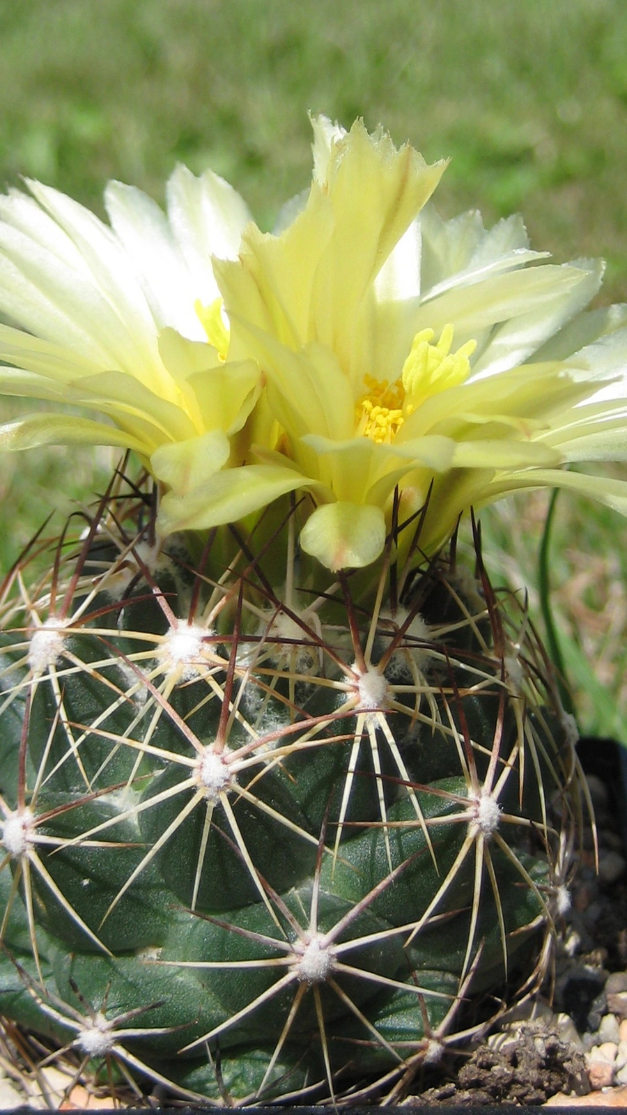 Coryphantha vogtherriana
