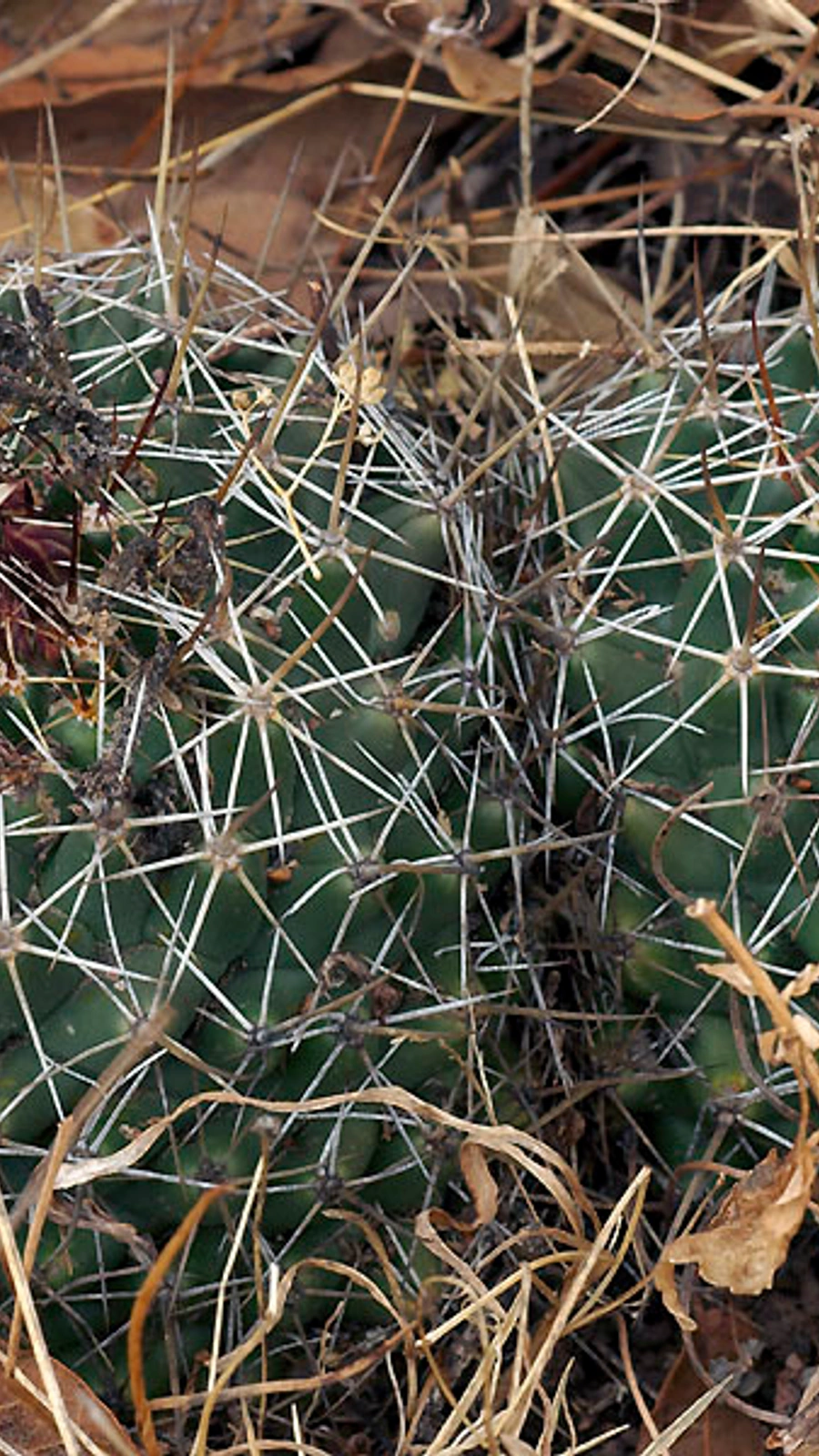 Coryphantha vogtherriana