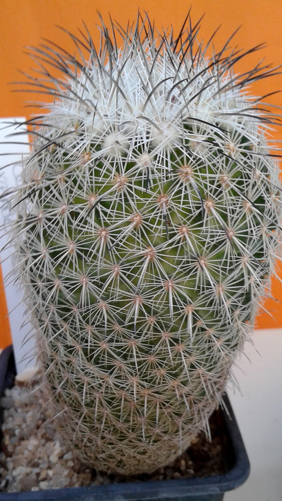 Coryphantha werdermannii