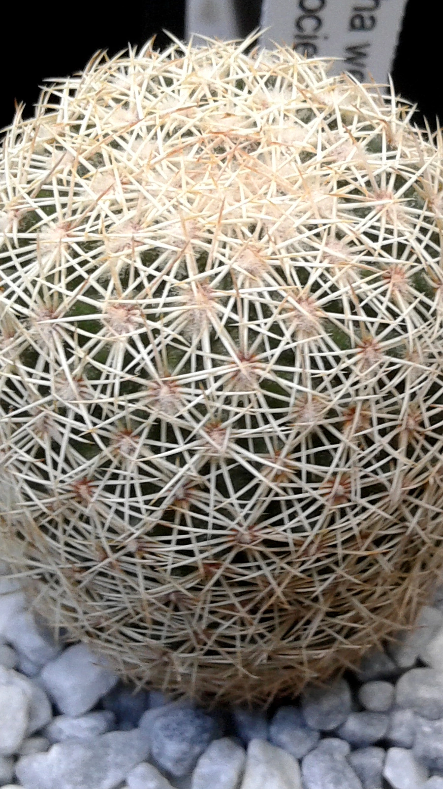 Coryphantha werdermannii