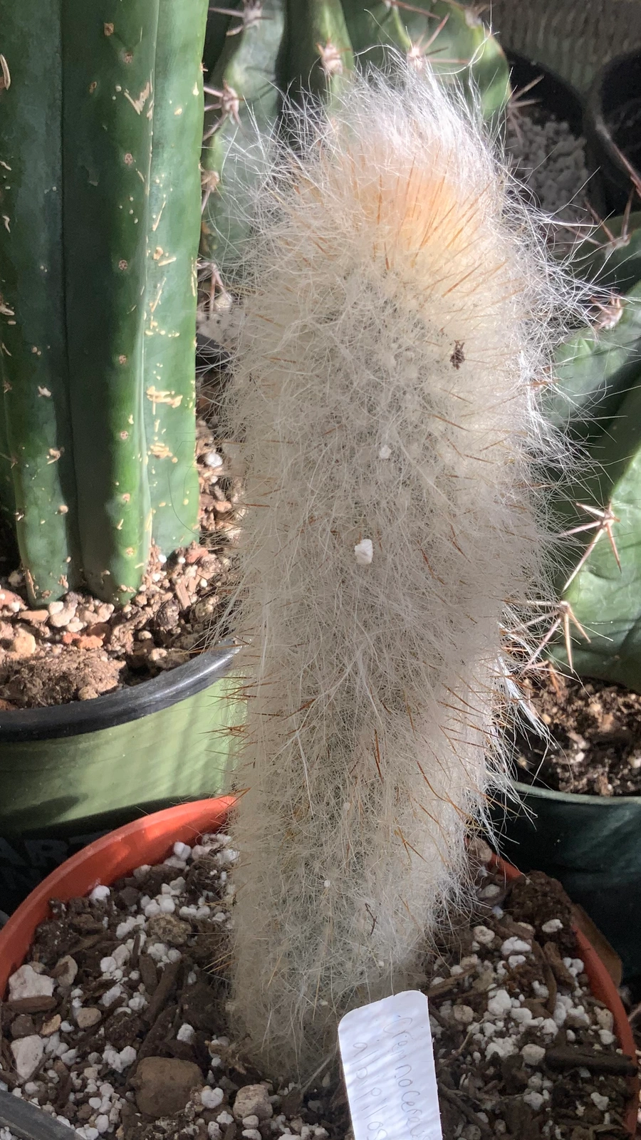 Cremnocereus albipilosus