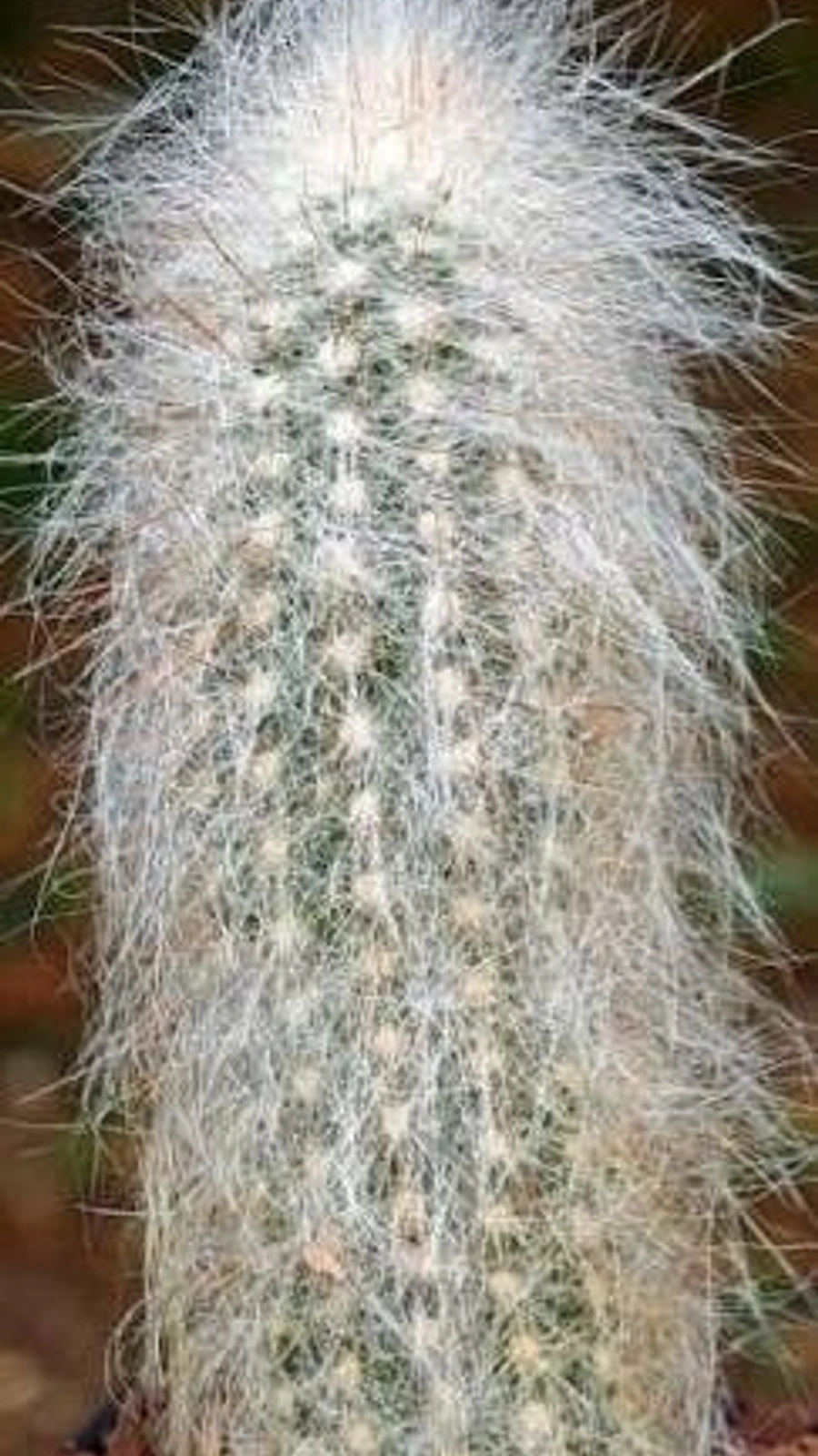 Cremnocereus albipilosus