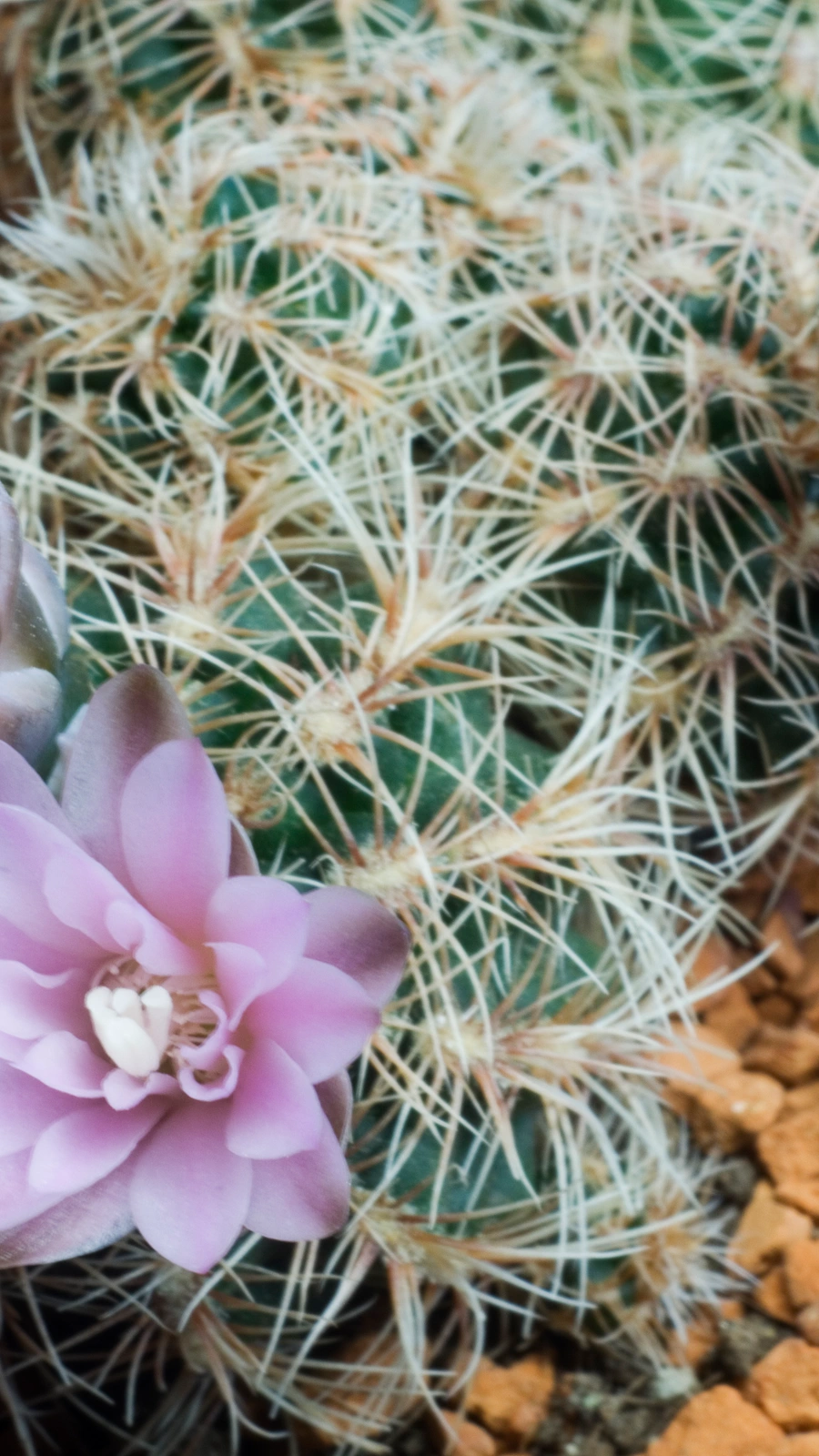 Gymnocalycium bruchii