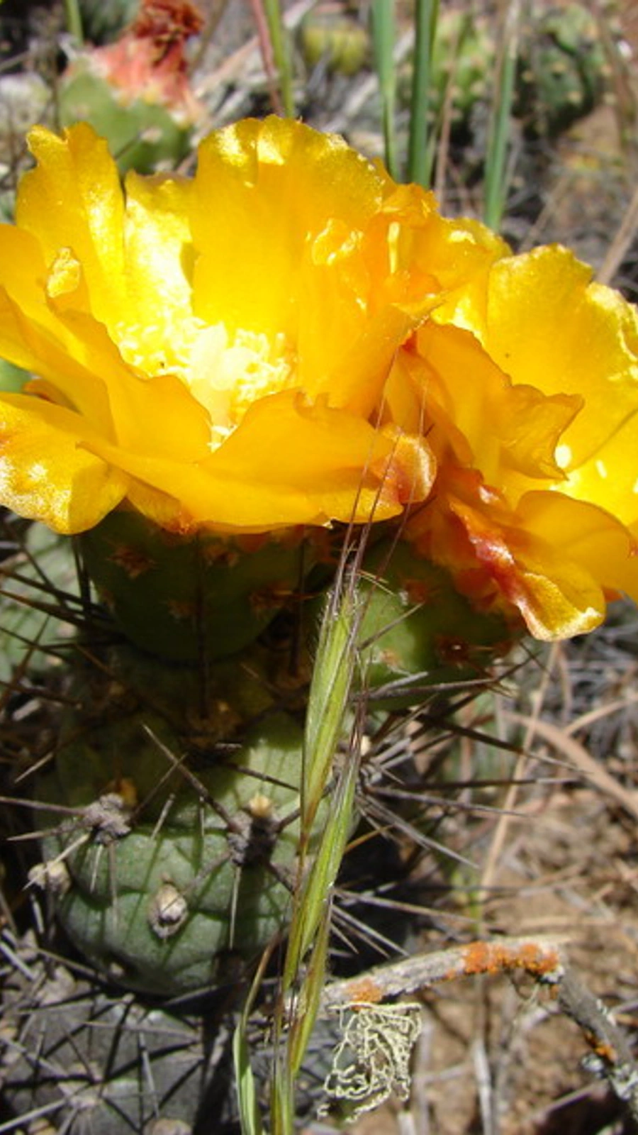 Cumulopuntia berteroi