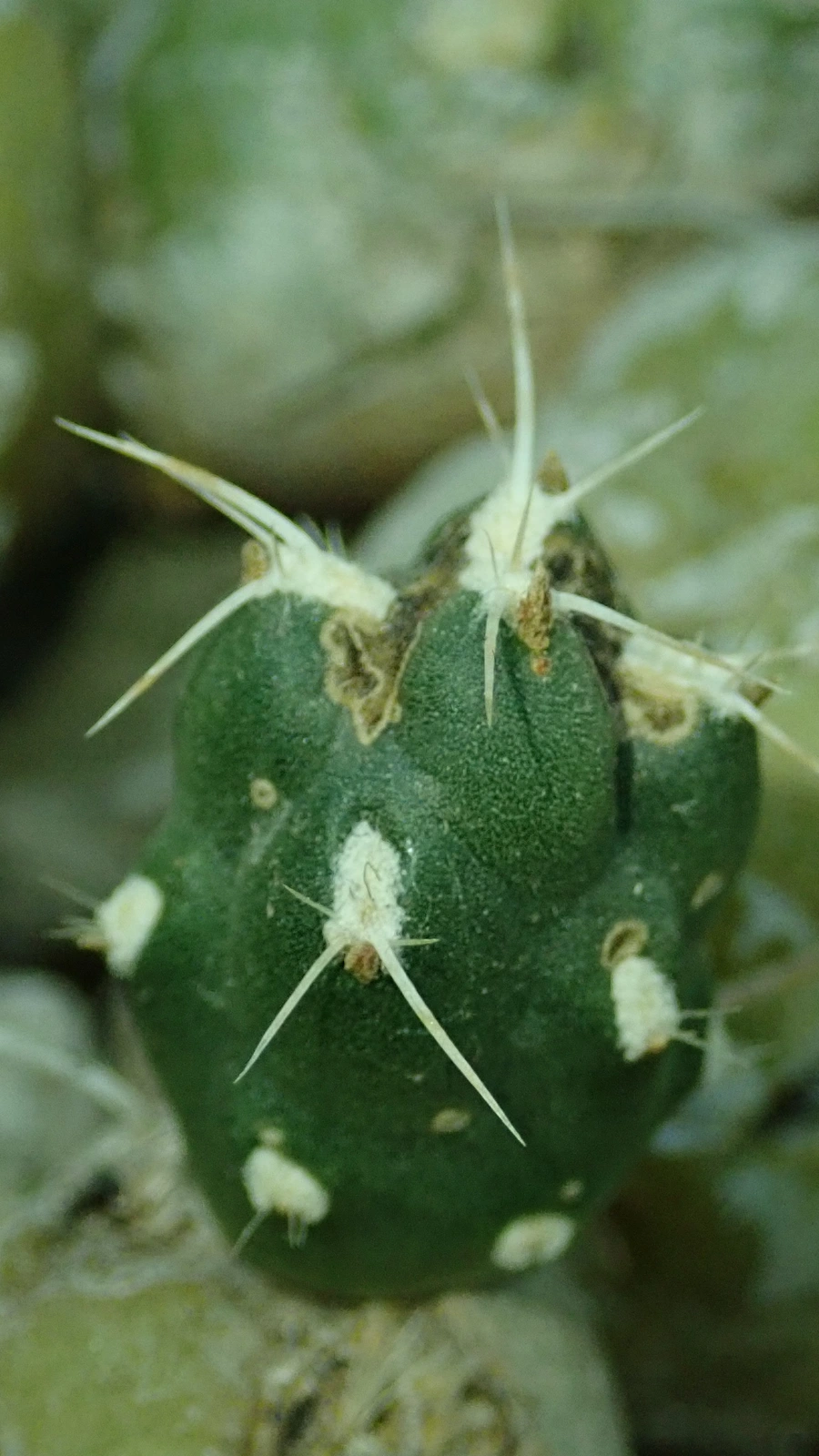 Cumulopuntia chichensis