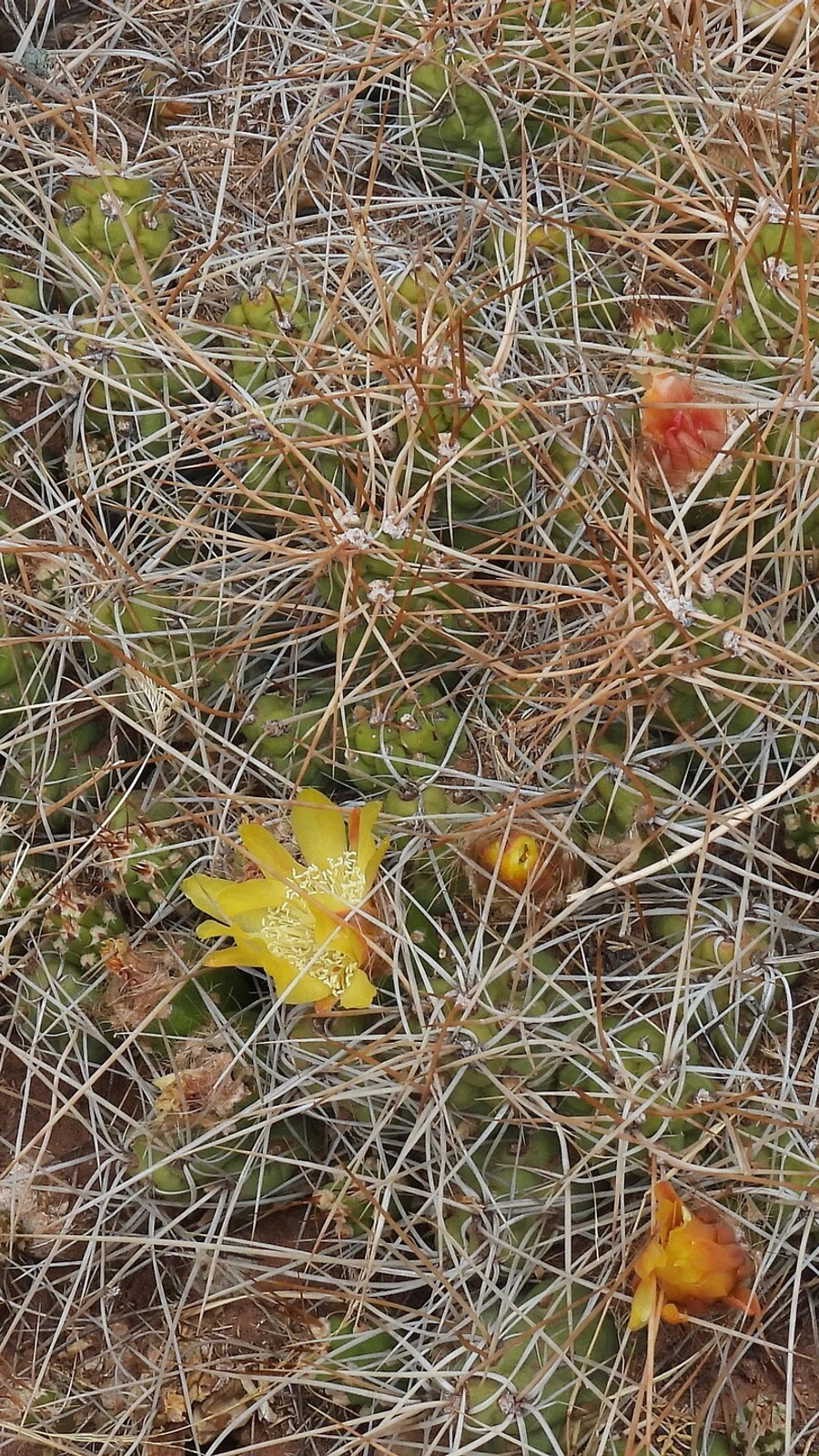 Cumulopuntia chichensis