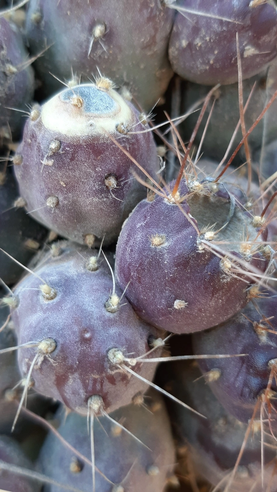 Cumulopuntia corotilla