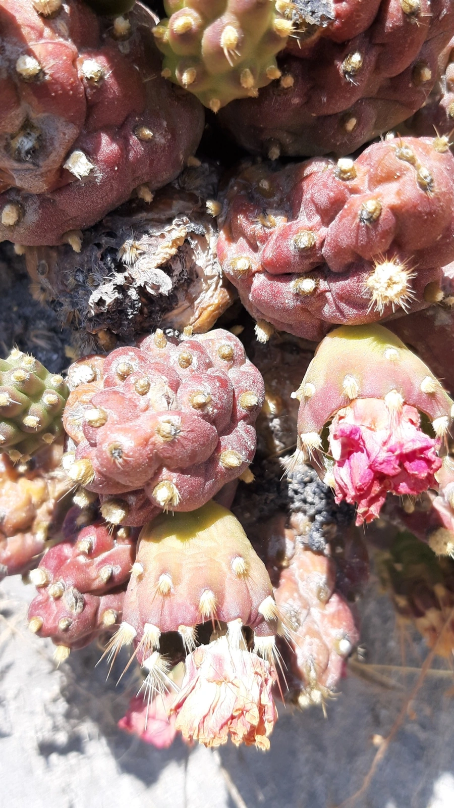 Cumulopuntia corotilla