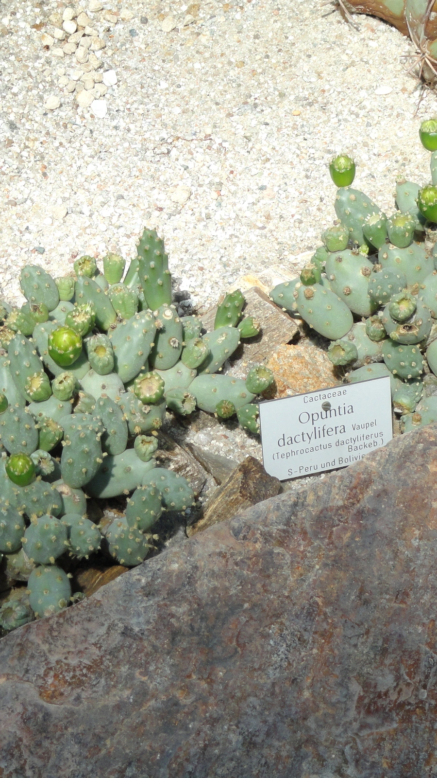 Cumulopuntia dactylifera