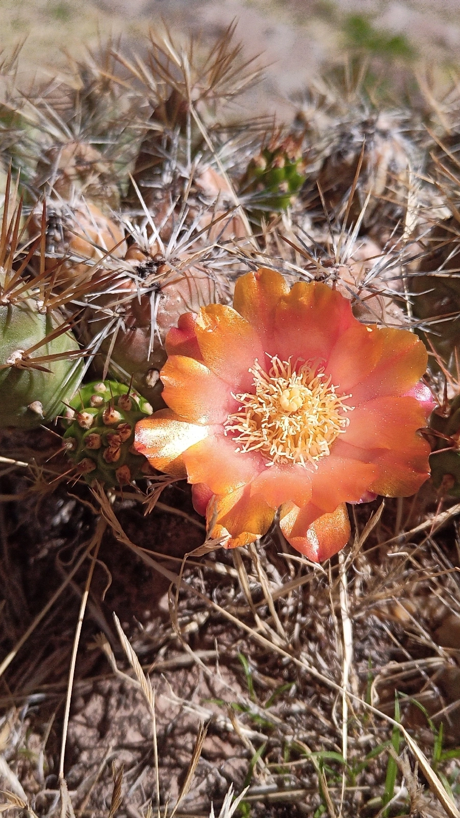 Cumulopuntia dactylifera