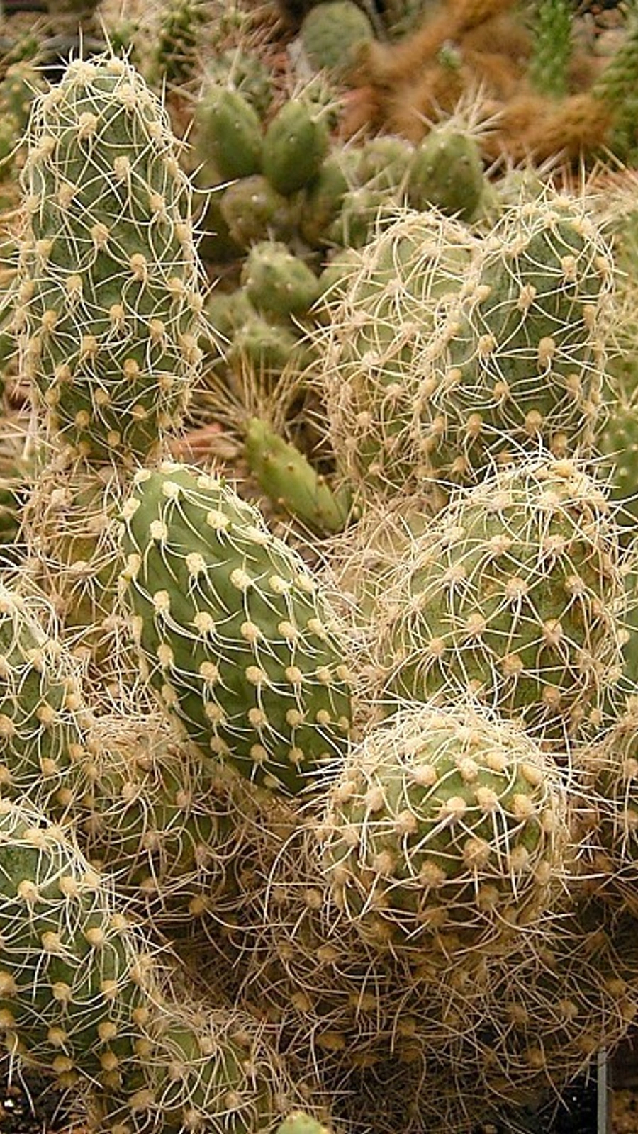 Cumulopuntia dimorpha