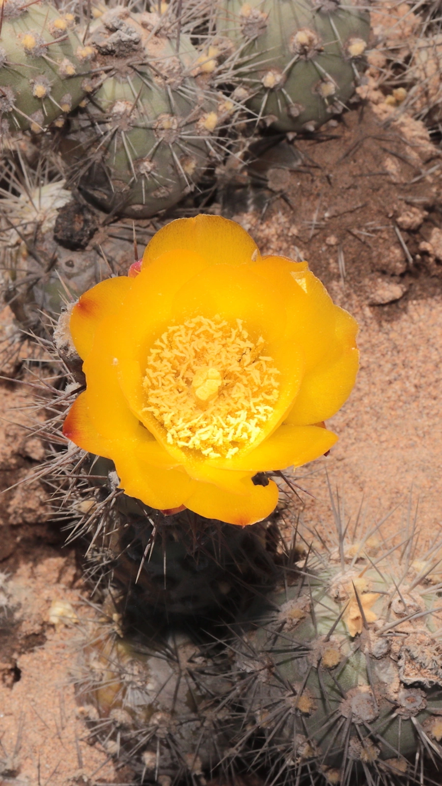 Cumulopuntia dimorpha