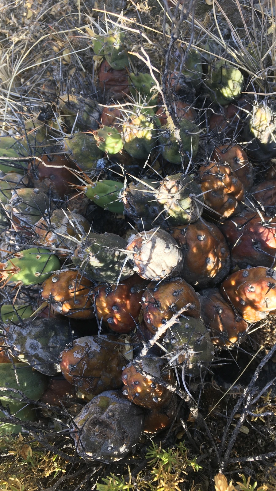 Cumulopuntia echinacea