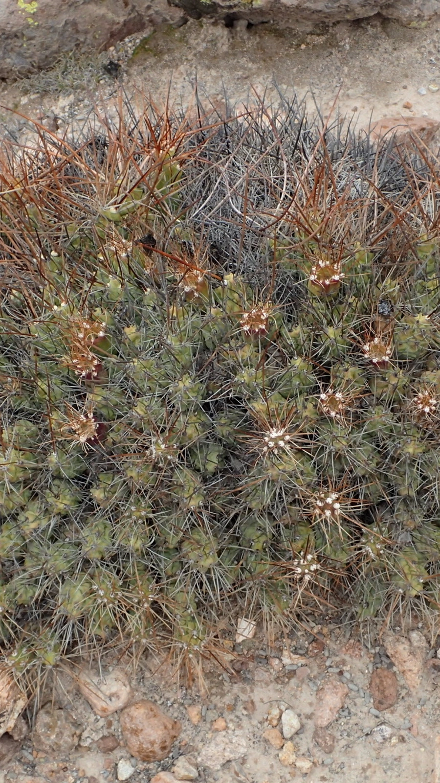 Cumulopuntia echinacea
