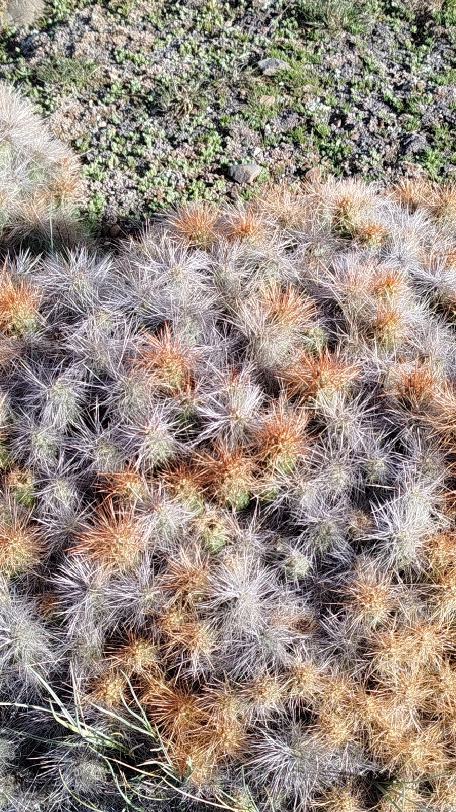 Cumulopuntia flexibilispina