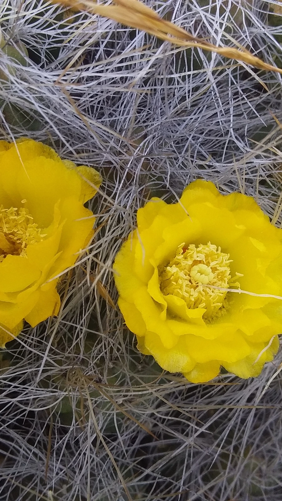 Cumulopuntia flexibilispina
