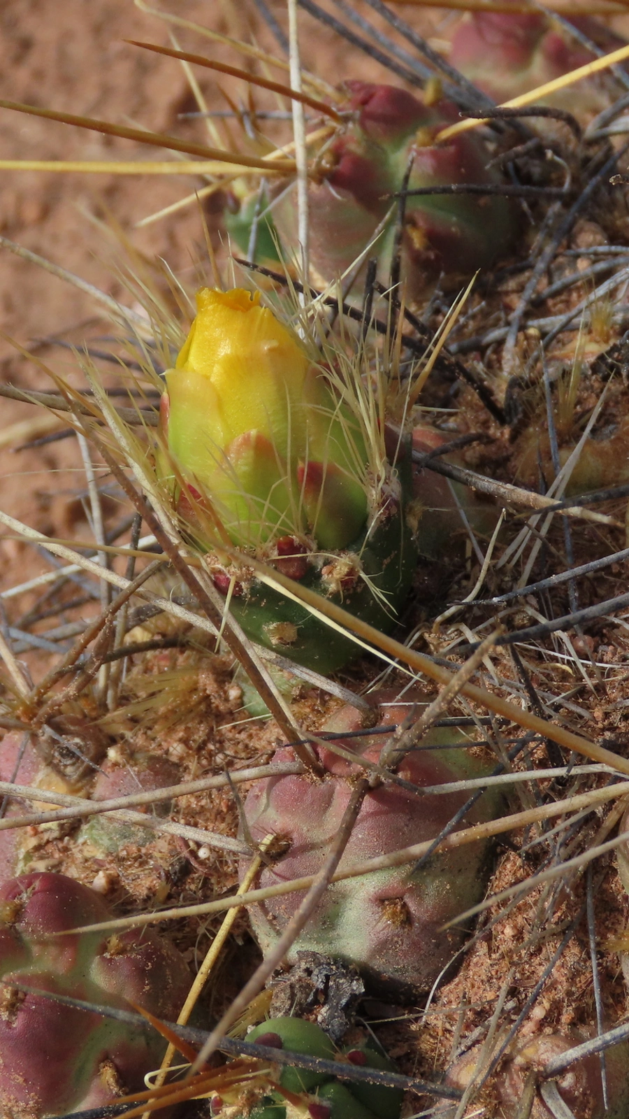 Cumulopuntia iturbicola