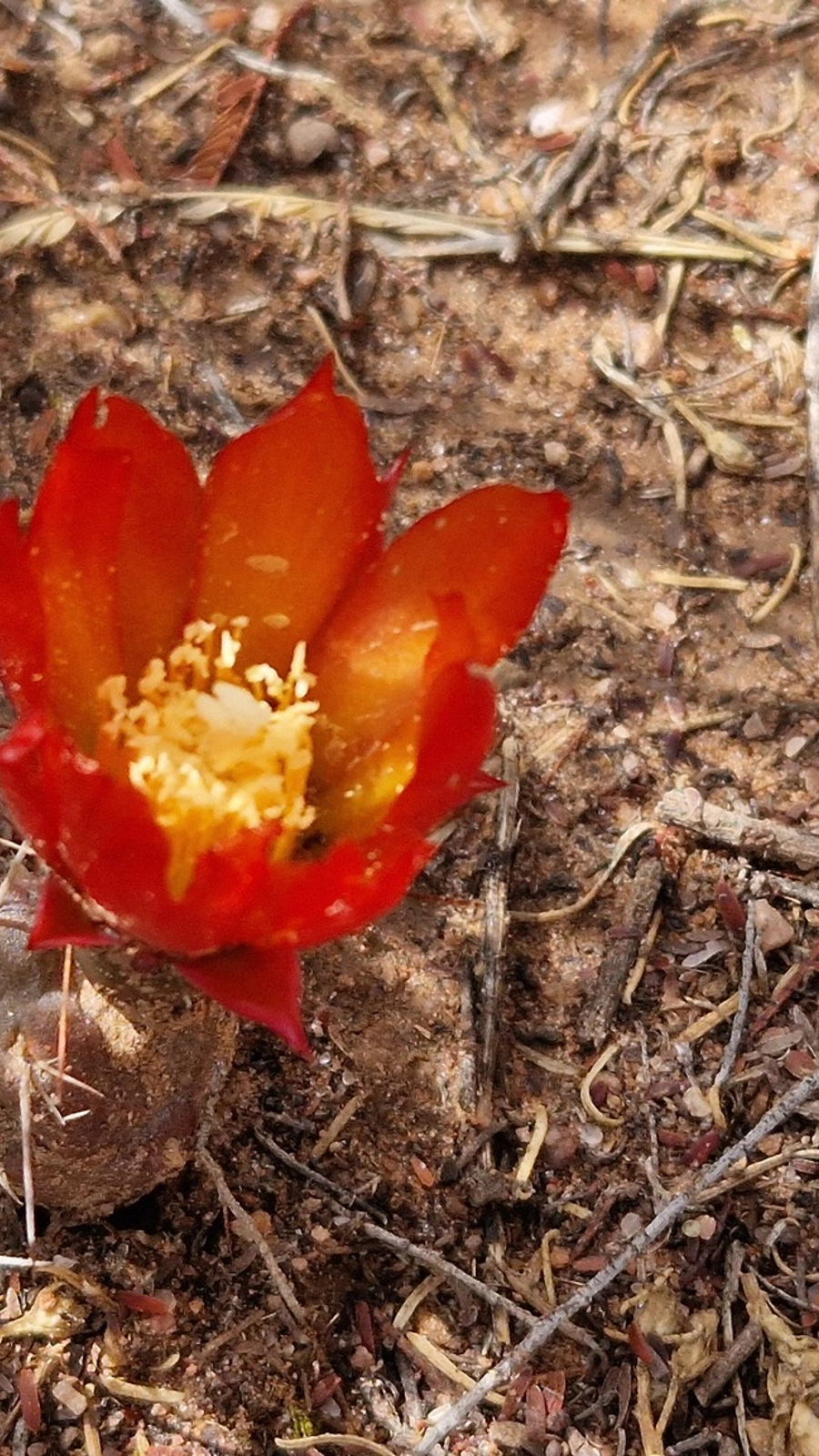 Cumulopuntia iturbicola
