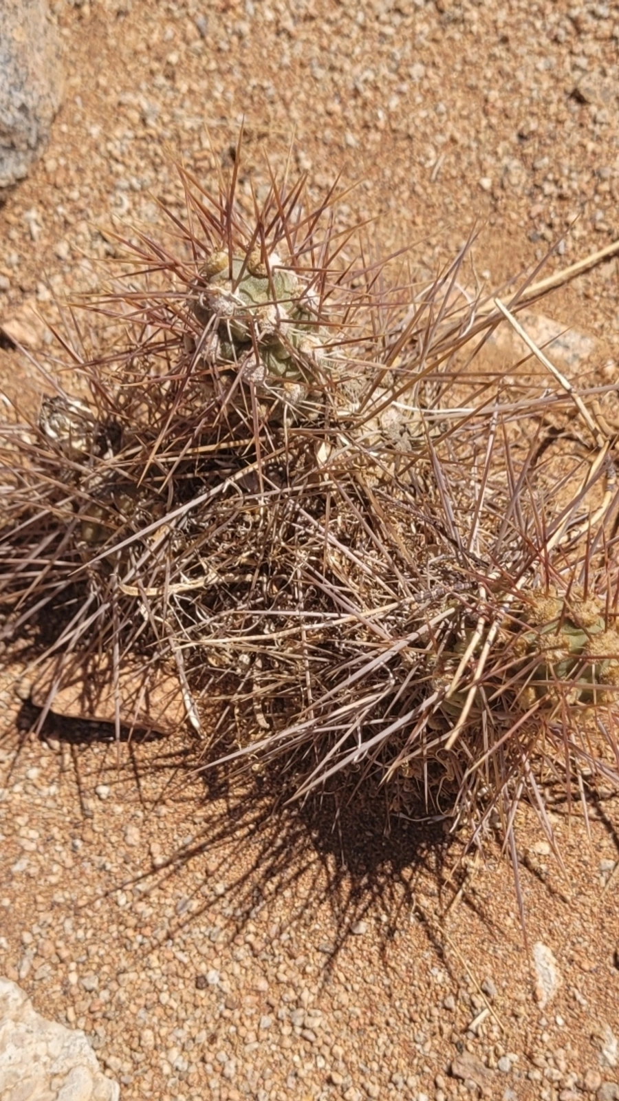 Cumulopuntia leucophaea
