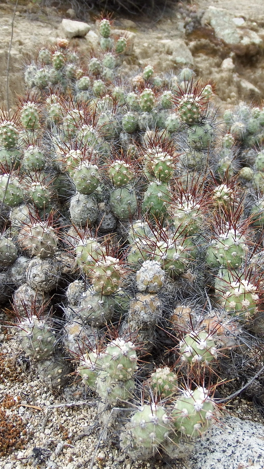 Cumulopuntia leucophaea