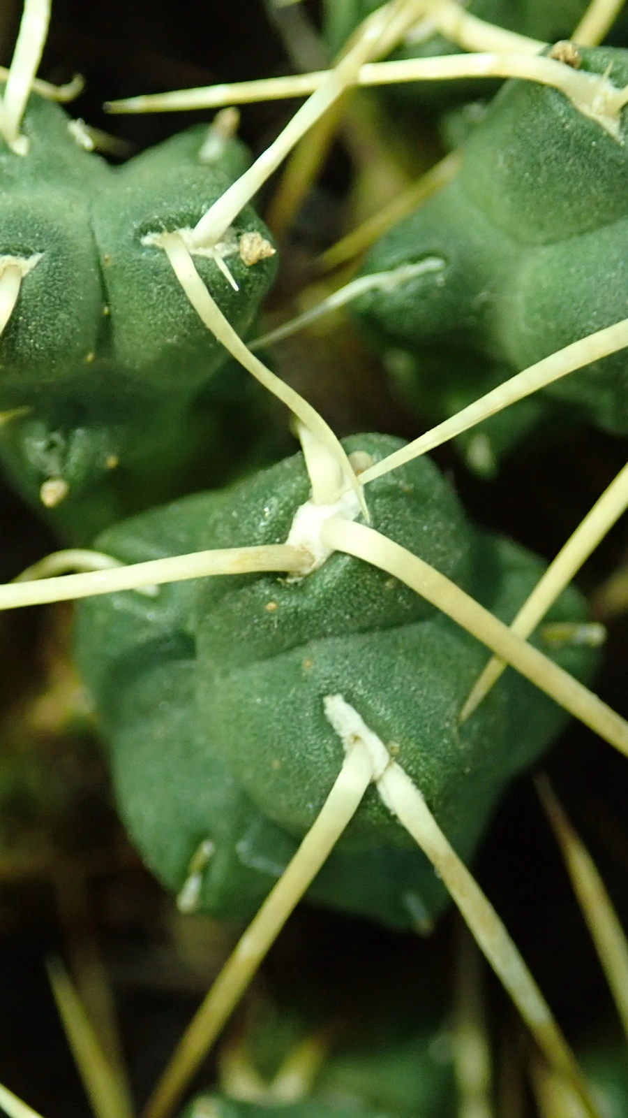 Cumulopuntia rossiana