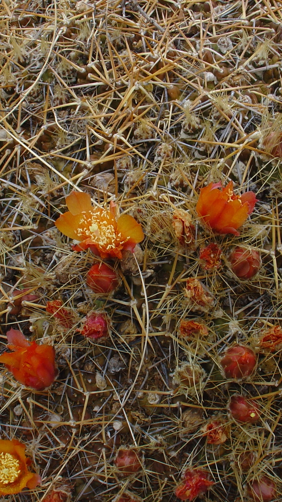 Cumulopuntia rossiana