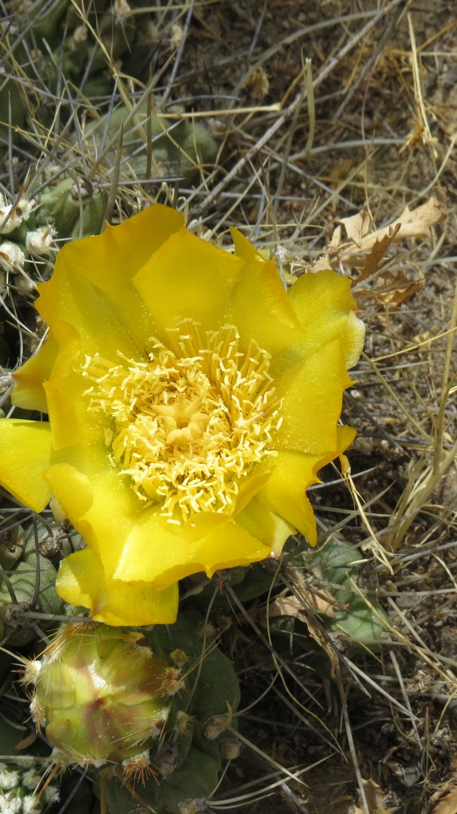 Cumulopuntia zehnderi