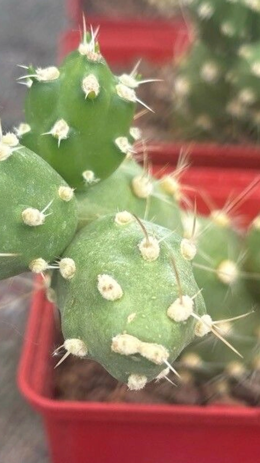Cumulopuntia zehnderi