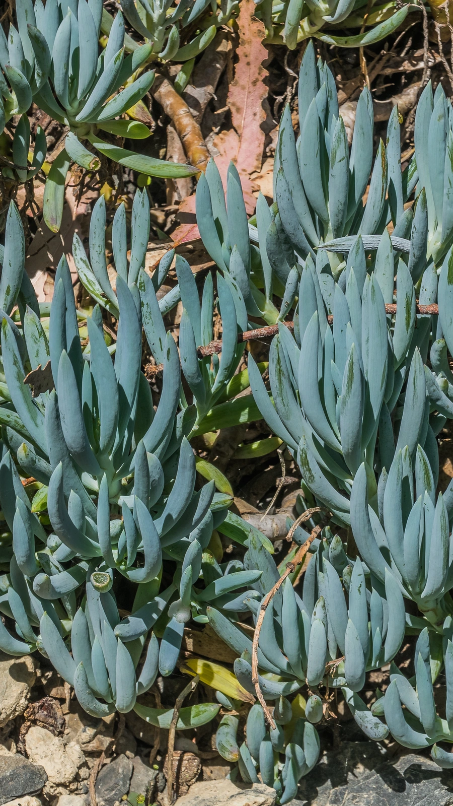 Curio repens