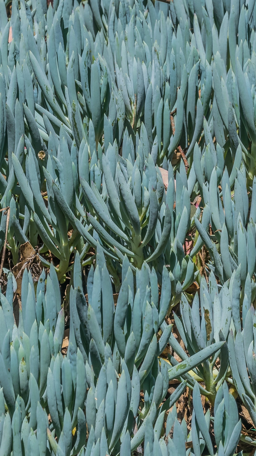 Curio repens