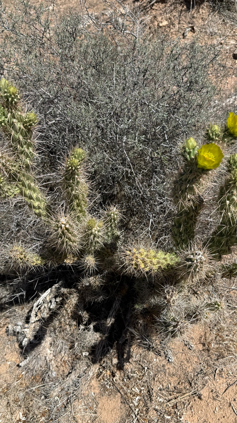 Cylindropuntia abyssi