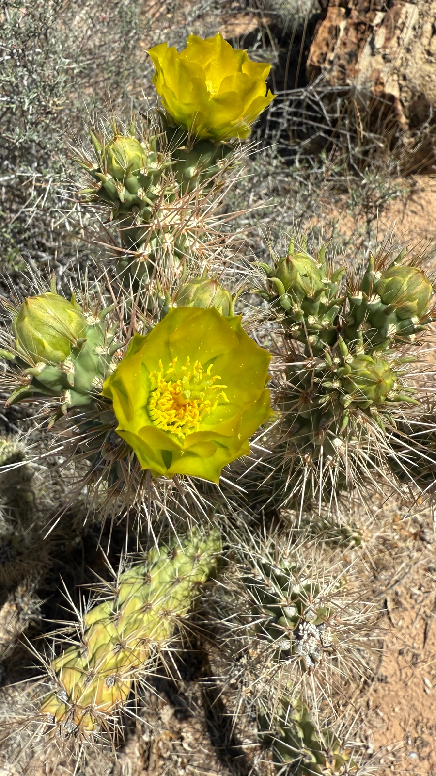Cylindropuntia abyssi