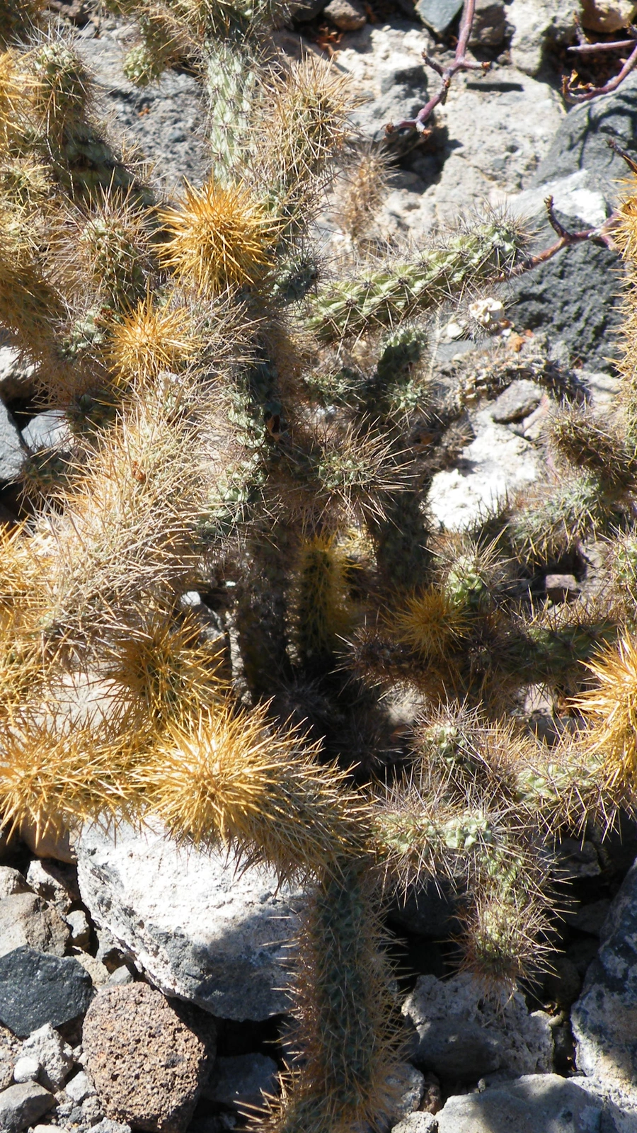 Cylindropuntia alcahes
